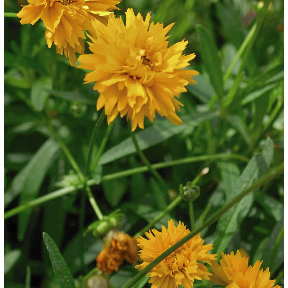 Thompson and Morgan Coreopsis Golden Joy Plug 12 Pack Image 4