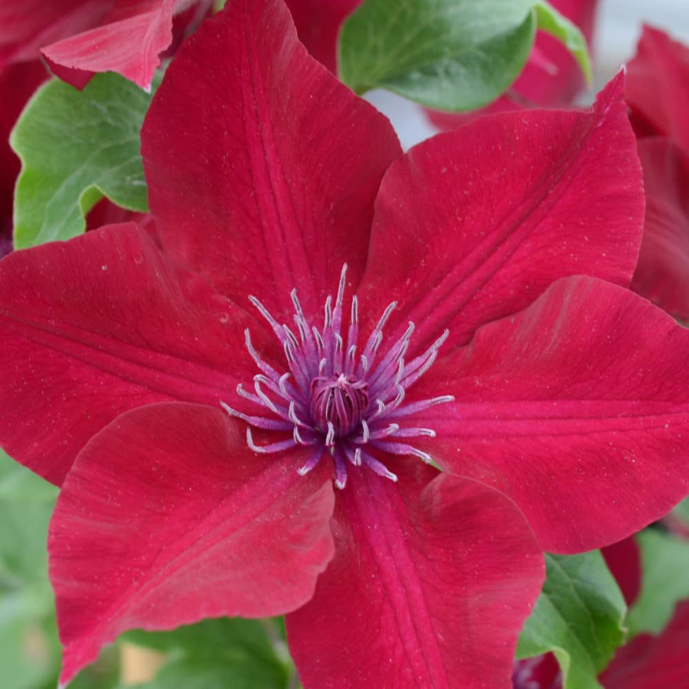 Thompson and Morgan Clematis Nubia Plant Pot 15cm Image 5