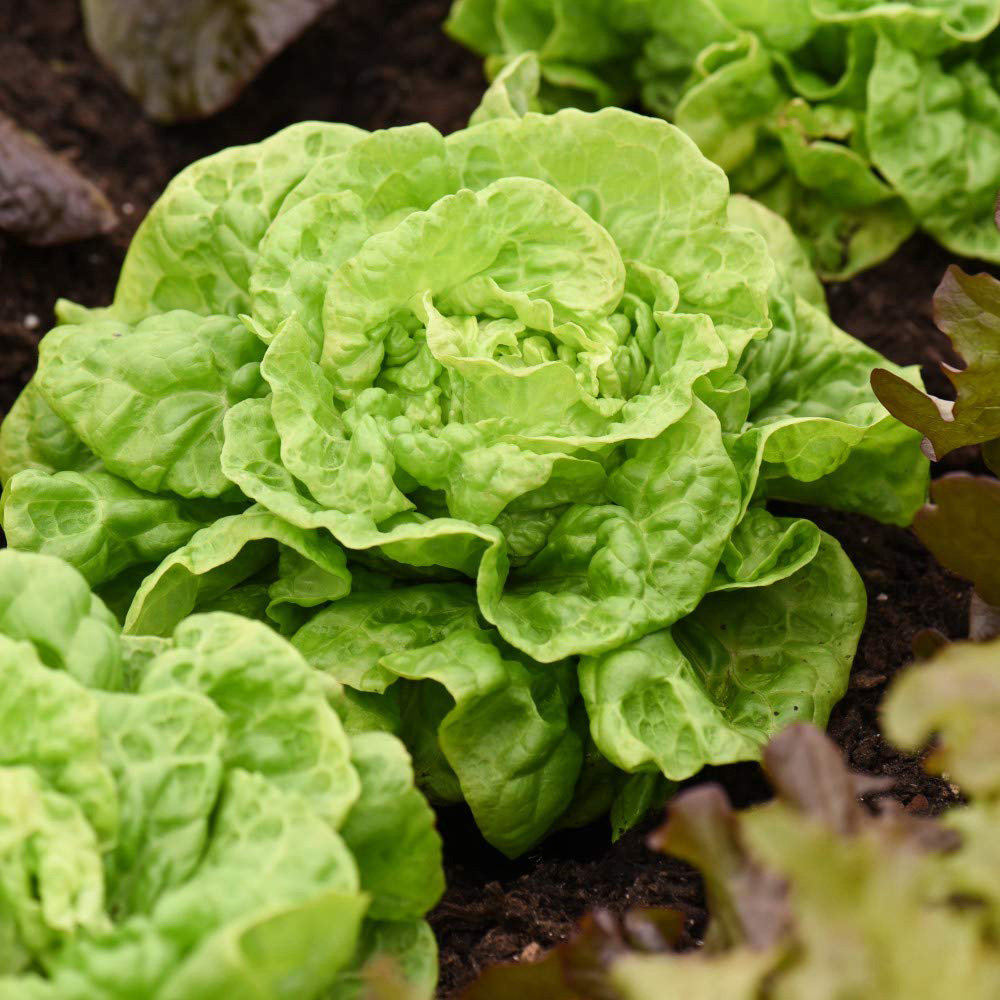 Thompson and Morgan Lettuce Butterhead Tom Thumb Seeds Image 4