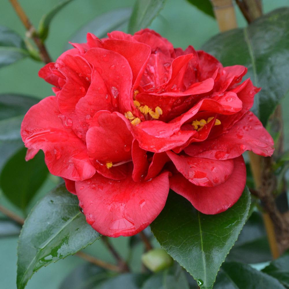 Thompson and Morgan Camellia Reticulata Mary Williams Plant Pot 3L Image 1