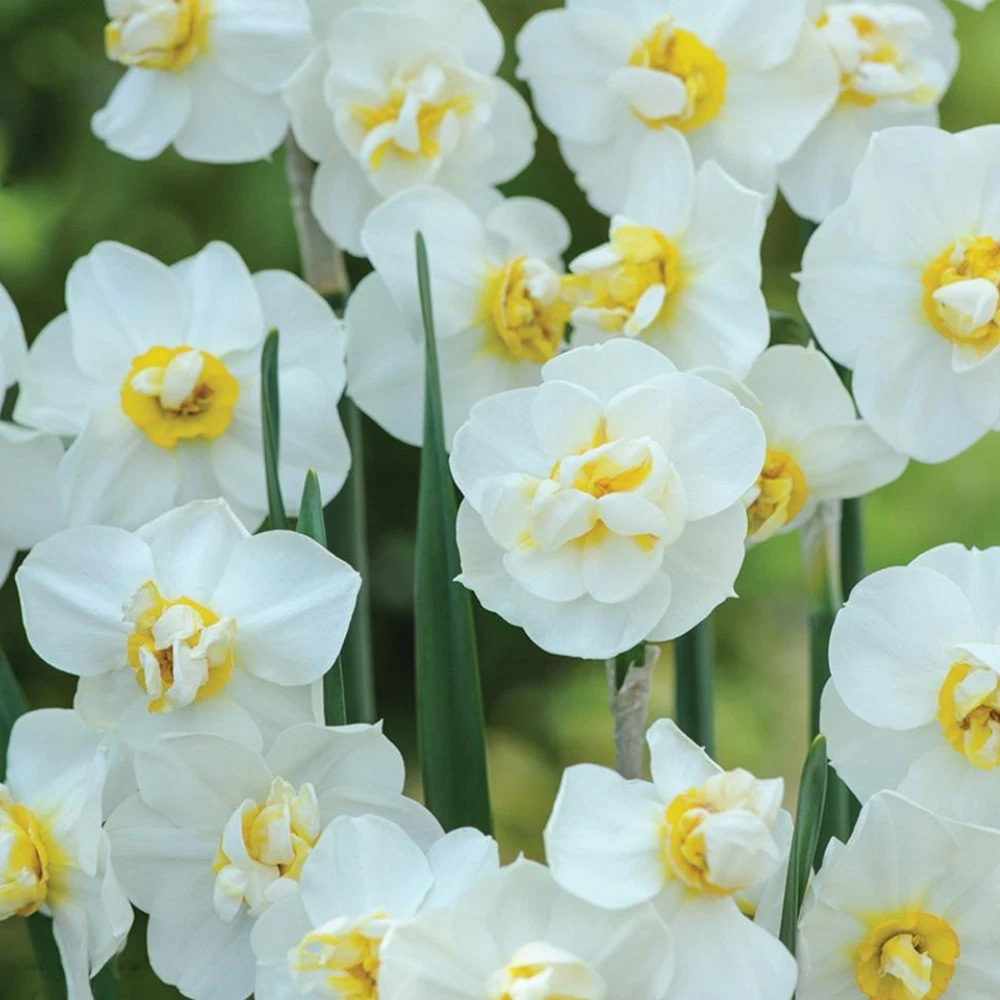 Thompson and Morgan Daffodil Scented Collection Planting Bulb 24 Pack Image 5