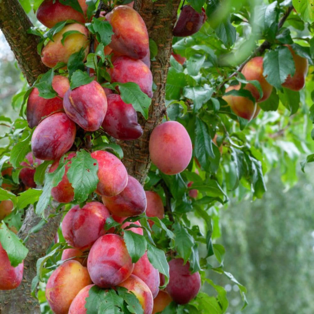 Thompson and Morgan Wonder Tree Plum Victoria Plant in Pot 24cm Image 6