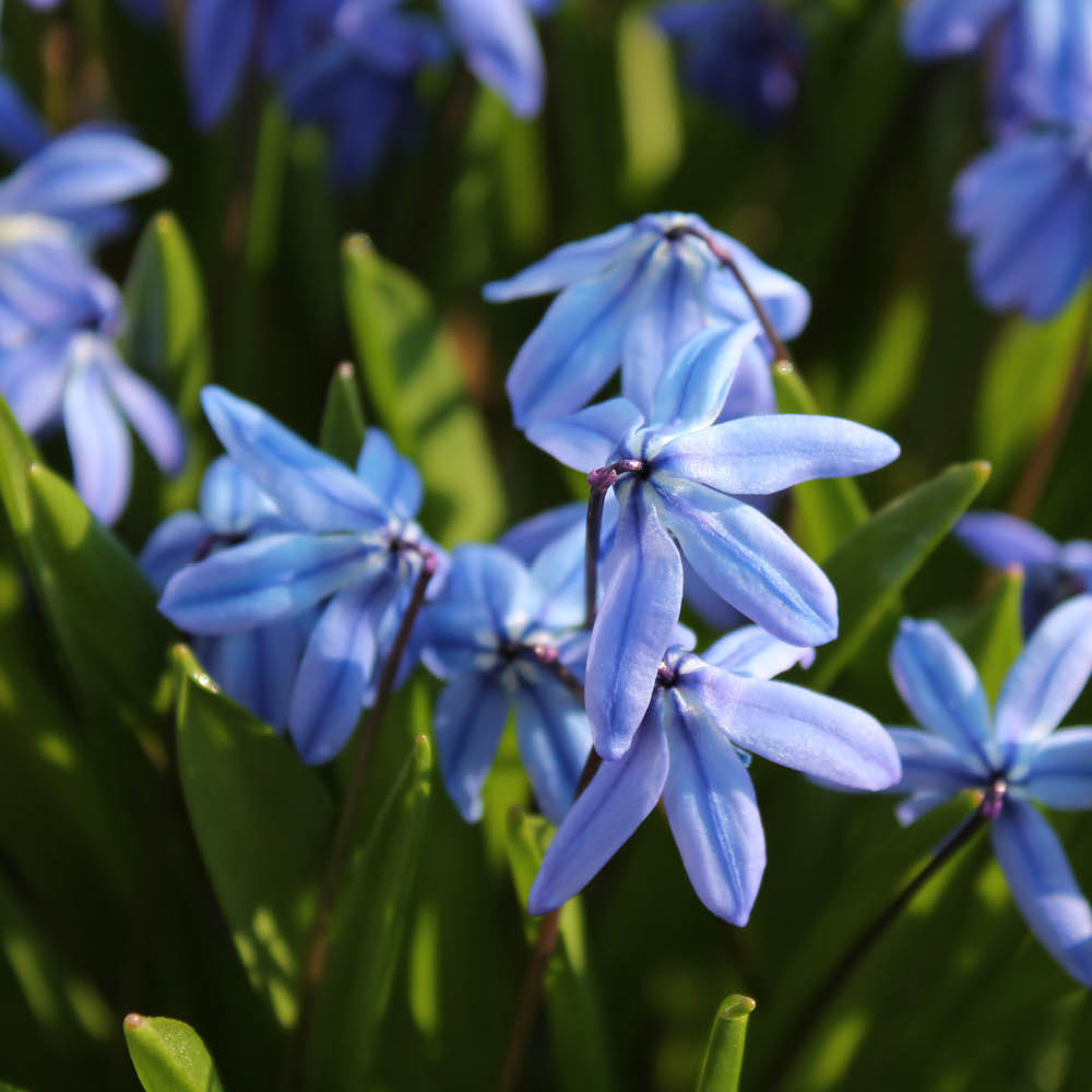 YouGarden Siberian Squill Scilla Siberica Planting Bulb 80 Pack Image 1