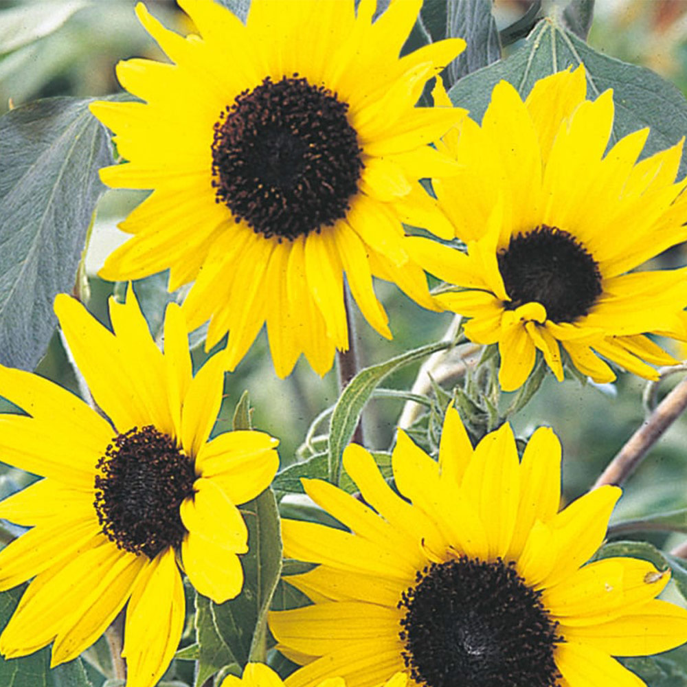 Wilko Sunflower Alchemy Seeds Image 2