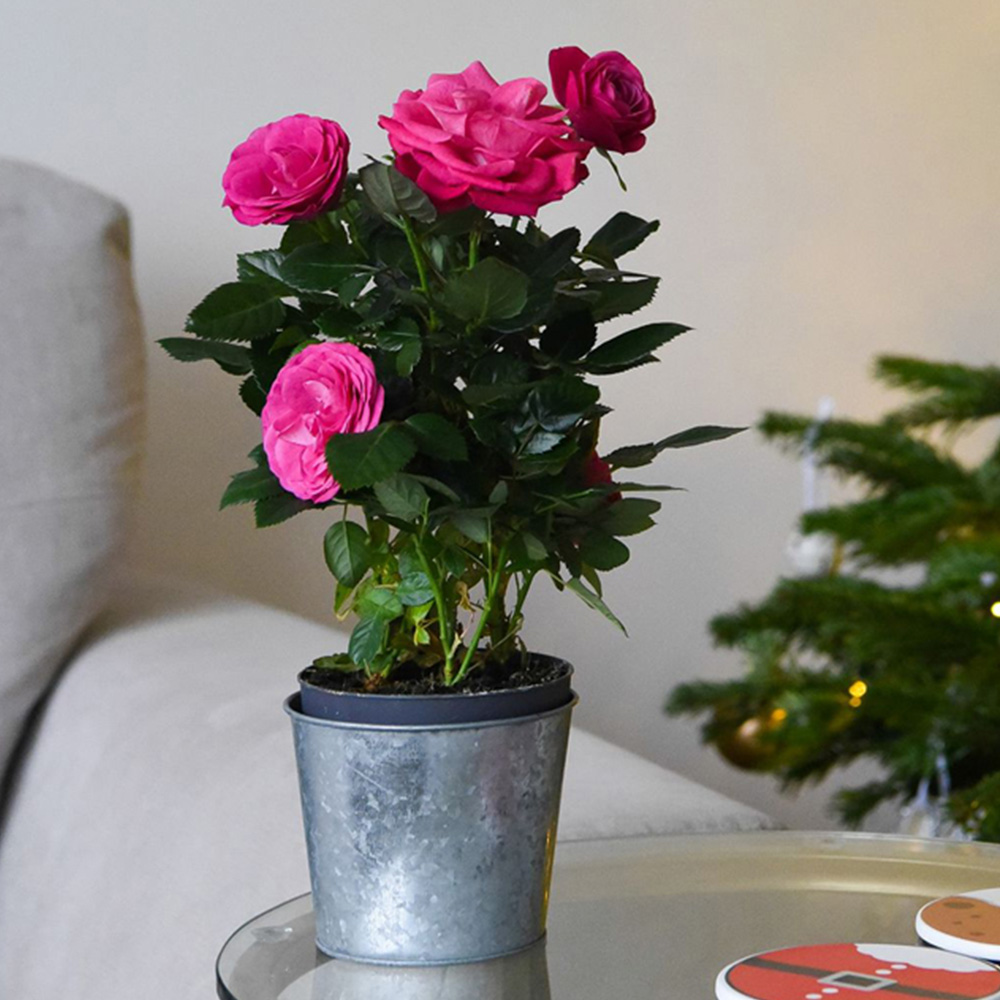 Thompson and Morgan Christmas Gift Scented Rose Deep Pink Plant in Zinc Pot 10.5cm 2 Pack Image 1