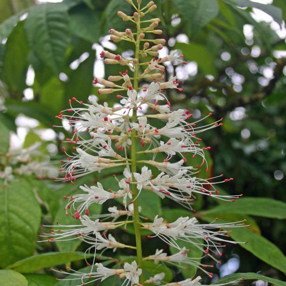 Thompson & Morgan Aesculus Parviflora Plant Pot 35L Image 1