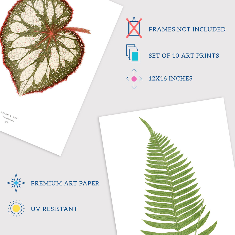 Wee Blue Coo Vintage Audubon Style Leaf Wall Art Print 30 x 41cm 10 Pack Image 4