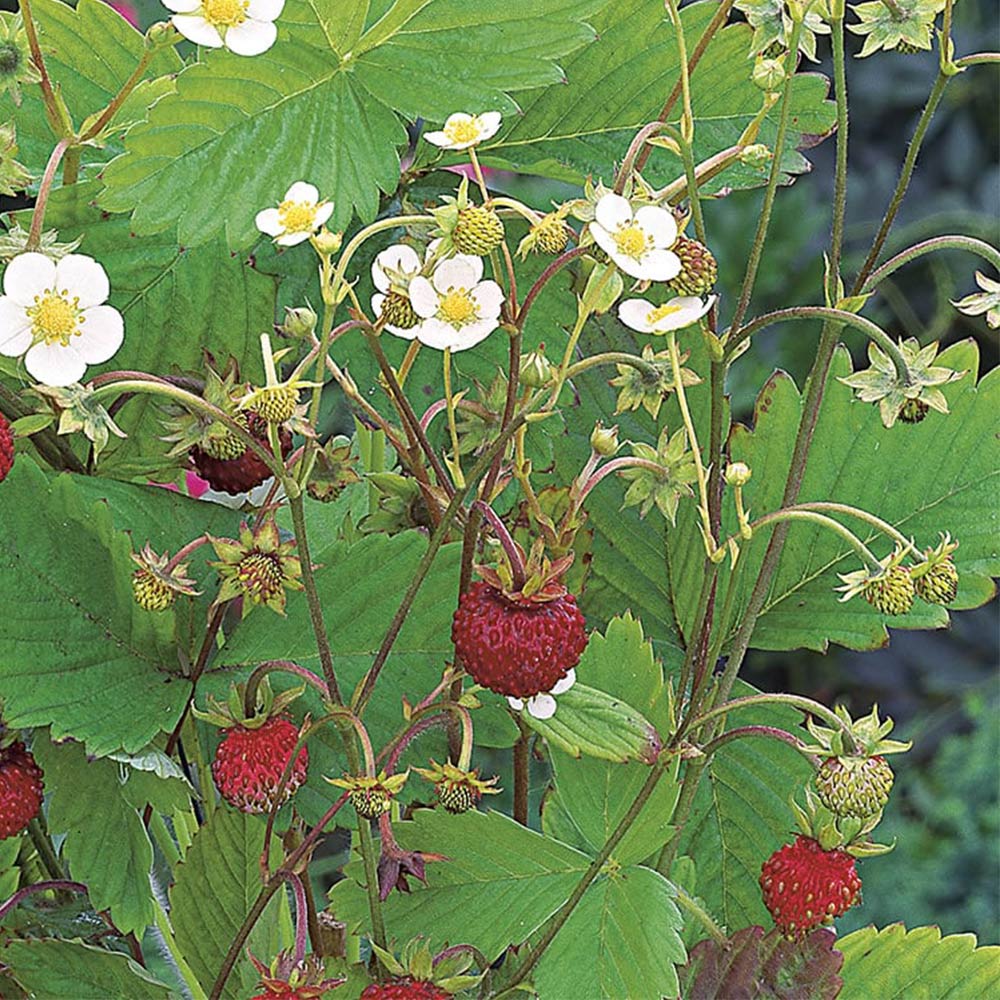 Wilko Strawberry Baron Solemacher Seeds Image 2