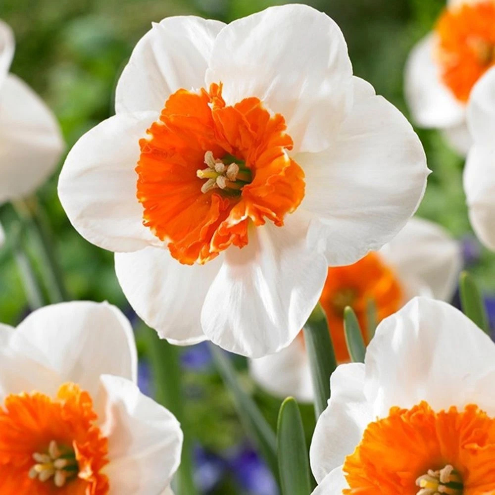 Thompson and Morgan Daffodil Bella Vista Planting Bulb 32 Pack Image 1