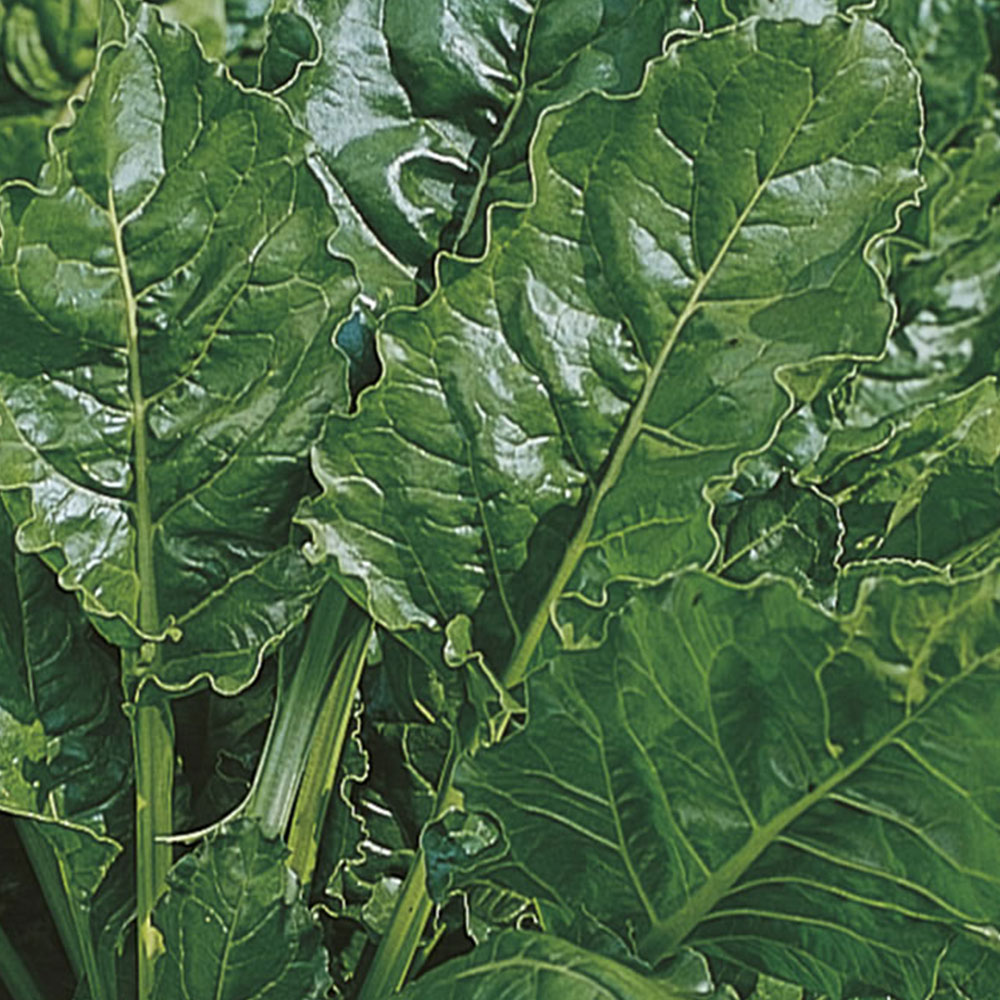 Wilko Spinach Beet Perpetual Seeds Image 2