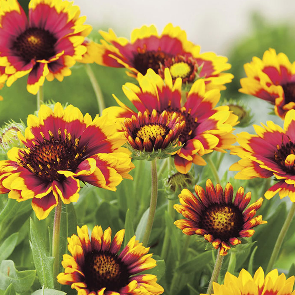 Johnsons Gaillardia Goblin Flower Seeds Image 2