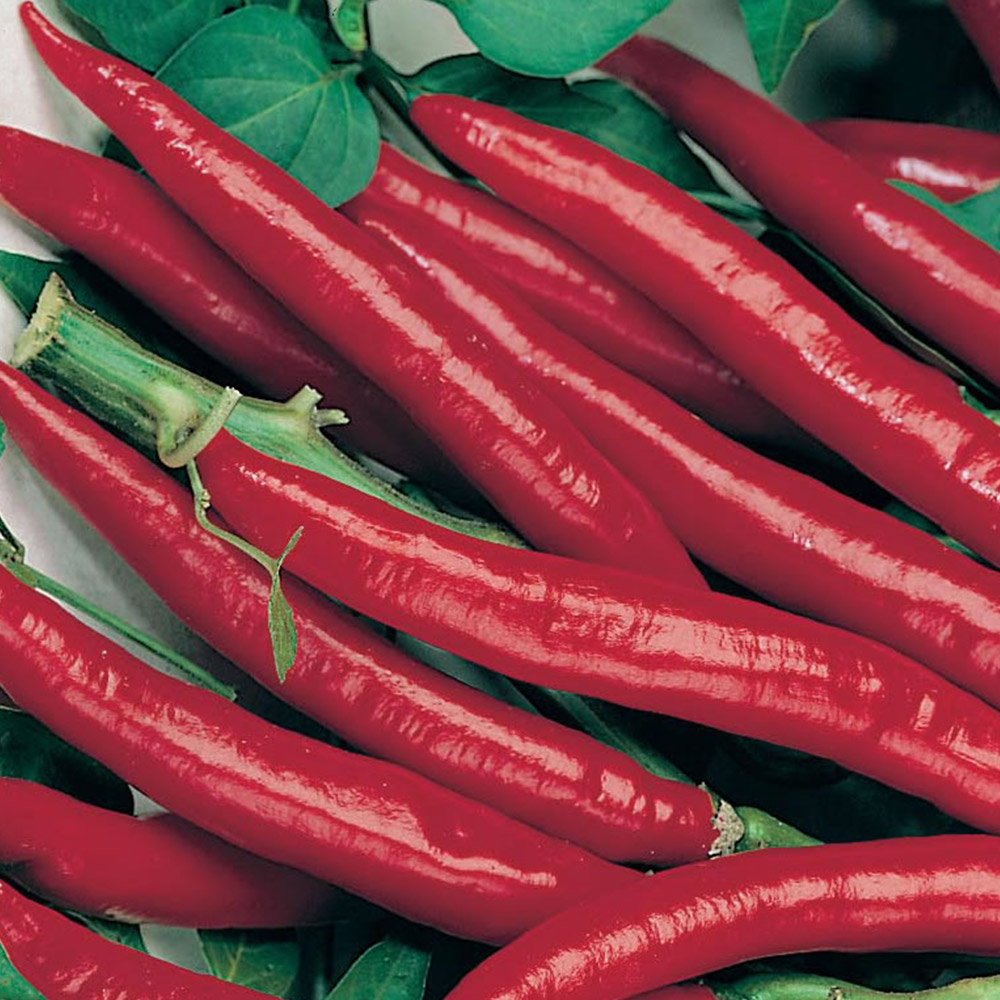 Wilko Hot Pepper Cayenne Seeds Image 2