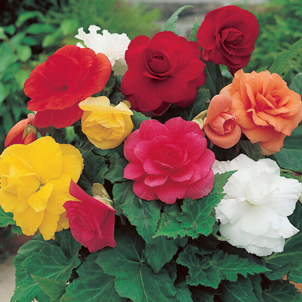 Wilko Begonia Double Mixed 5-6cm Spring Planting Bulbs 3 Pack Image 2