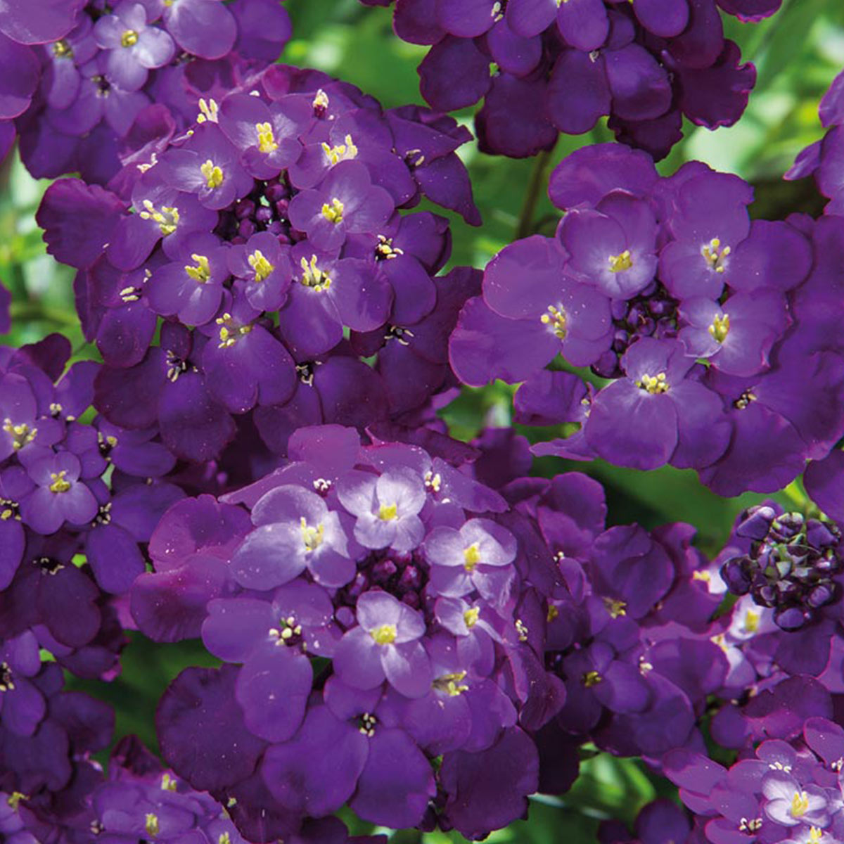 Wilko Candytuft Purple Rain Seeds Image 2