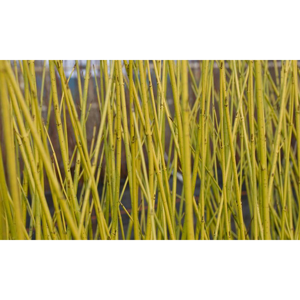 Inspirational Gifting Yellow Dogwood Bare Root Hedge Plant Sapling 2-3ft 5 Pack Image 3