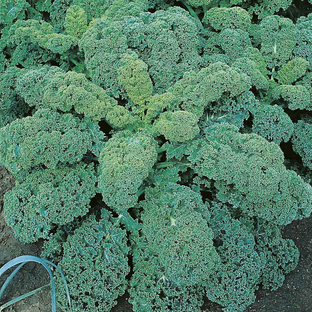 Johnsons Kale Dwarf Green Curled Seeds Image 1