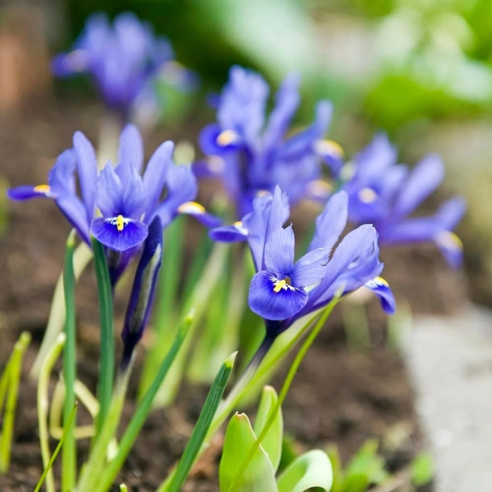Thompson and Morgan Iris Harmony Autumn Planting Bulb 160 Pack Image 2