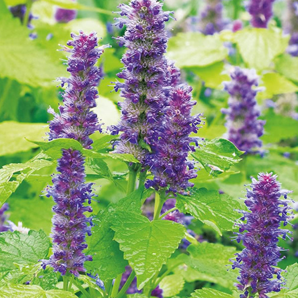 Wilko Agastache Golden Jubilee Seeds Image 2