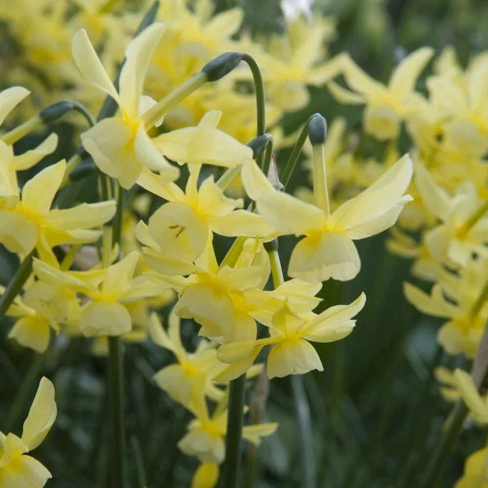 Thompson and Morgan Daffodil Hawera Planting Bulb 16 Pack Image 5