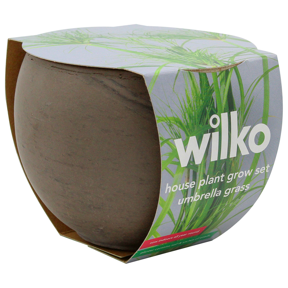 Wilko Dwarf Umbrella House Plant Grow Kit Image 3