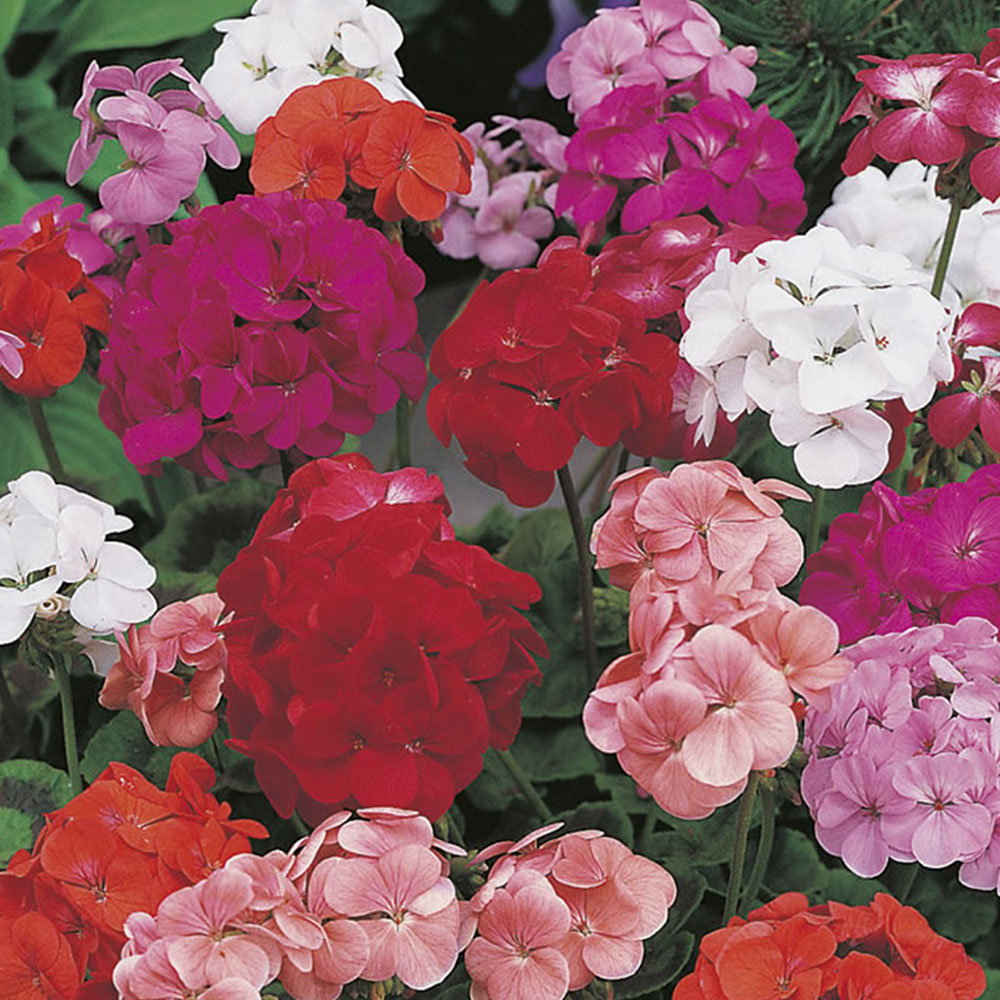 Johnsons Geranium Special Mop Head Mix F1 Flower Seeds Image 2