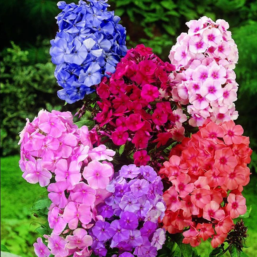 Wilko Phlox Mix Perennial Spring Planting Bulbs 3 Pack Image