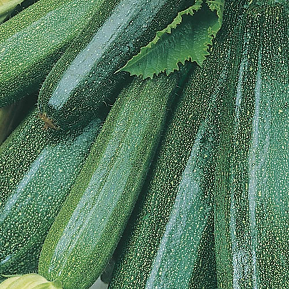 wilko Courgette All Green Bush Seeds Image 2