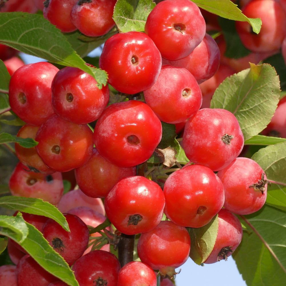 Thompson and Morgan Malus Crab Apple Red Sentinel MM111 Rootstock Bare Root Tree 2 Pack Image 1
