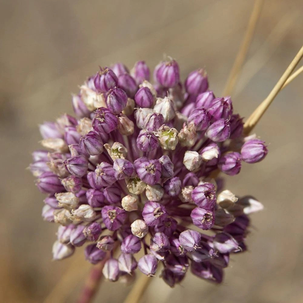 Thompson and Morgan Allium Collection Planting Bulb 100 Pack Image 3