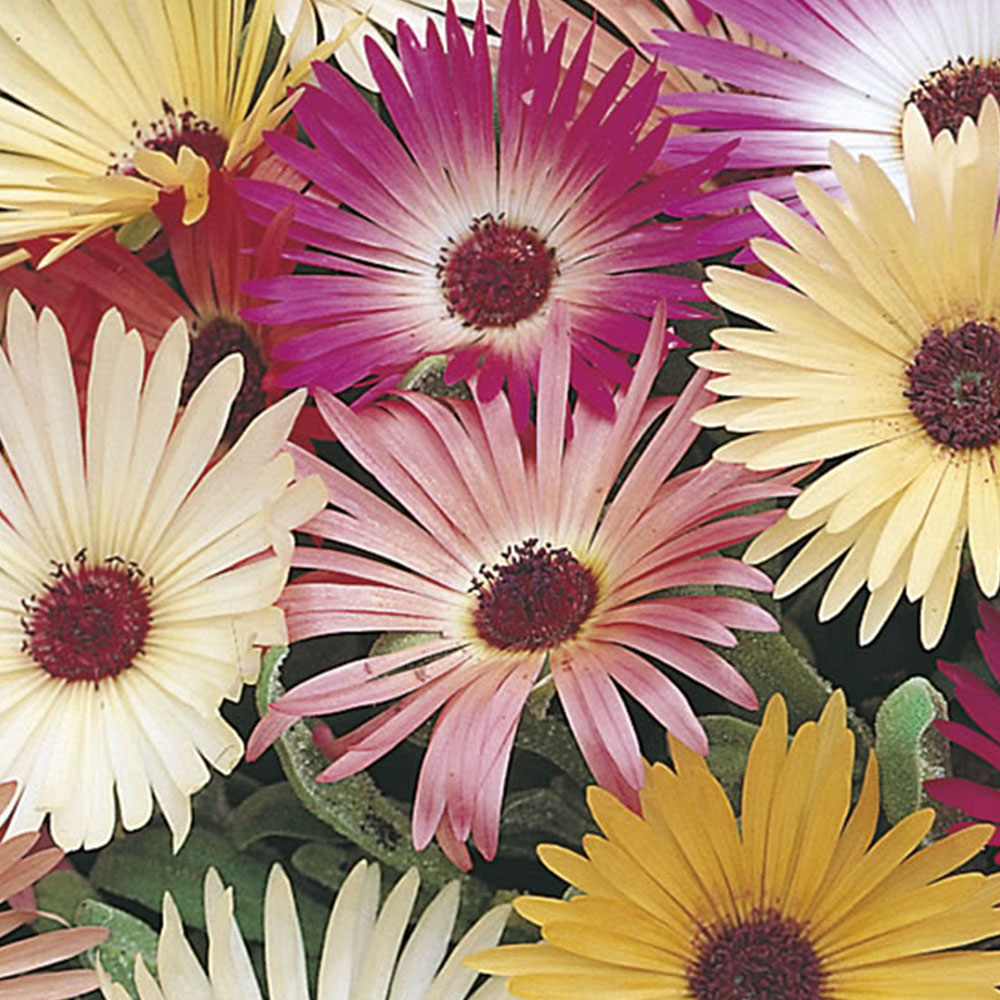 Johnsons Mesembryanthemum Livingstone Daisy Mixed Flower Seeds Image 2