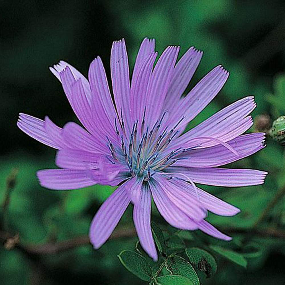 Thompson and Morgan Cichorium Intybus Electric Blue Seeds Image 1