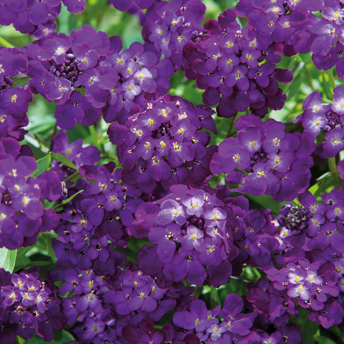 Wilko Candytuft Purple Rain Seeds Image 1