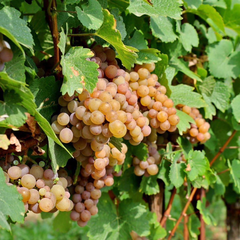 Thompson and Morgan Grape Vitis Pinot Gris Red Plant Pot 10.5cm Image 1