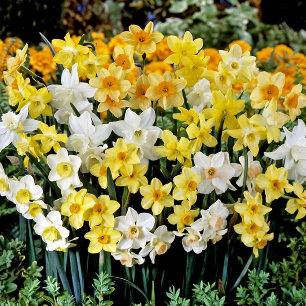 Wilko Autumn Bulbs Spring Mixed Narcissus 10/11 15pk Image 1