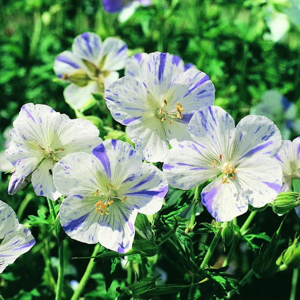 Wilko Geranium Splish Splash Perennial Spring Planting Bulb 1 Pack Image