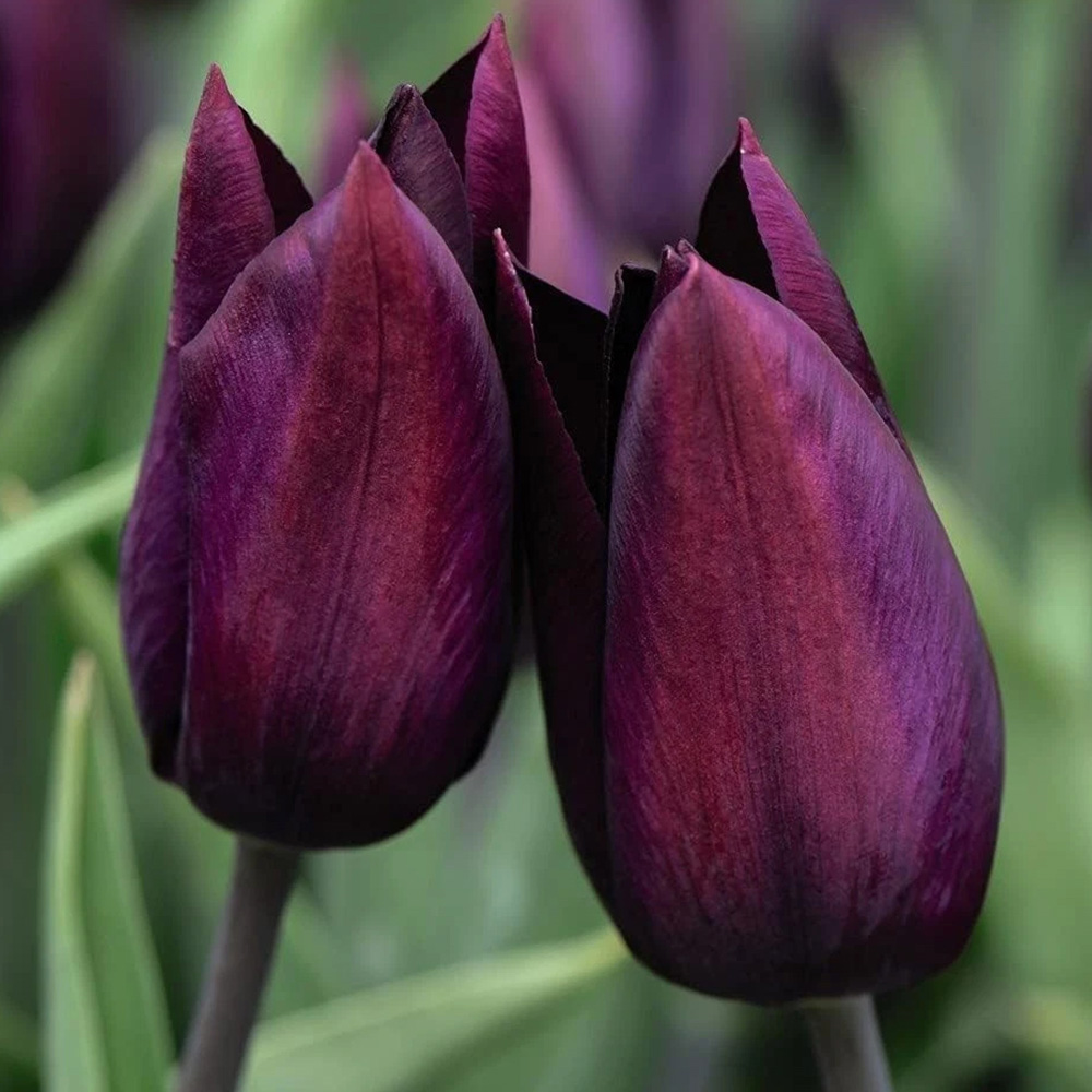 Thompson and Morgan Tulip Early Havran Autumn Planting Bulb 8 Pack Image 1