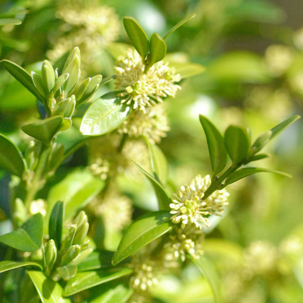 Thompson and Morgan Buxus Sempervirens Plant Pot 9cm 10 Pack Image 1