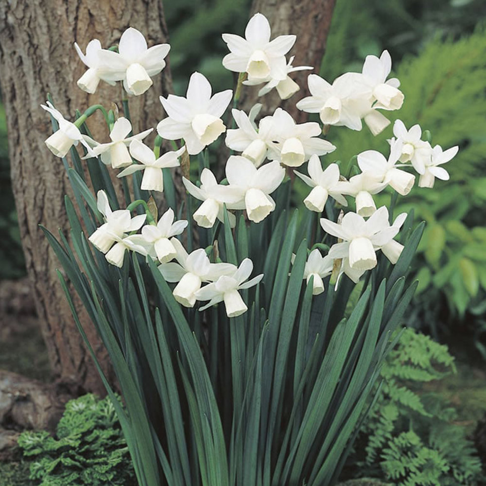 Wilko Autumn Bulbs Narcissus Triandrus Tresamble 6 Pack Image 1