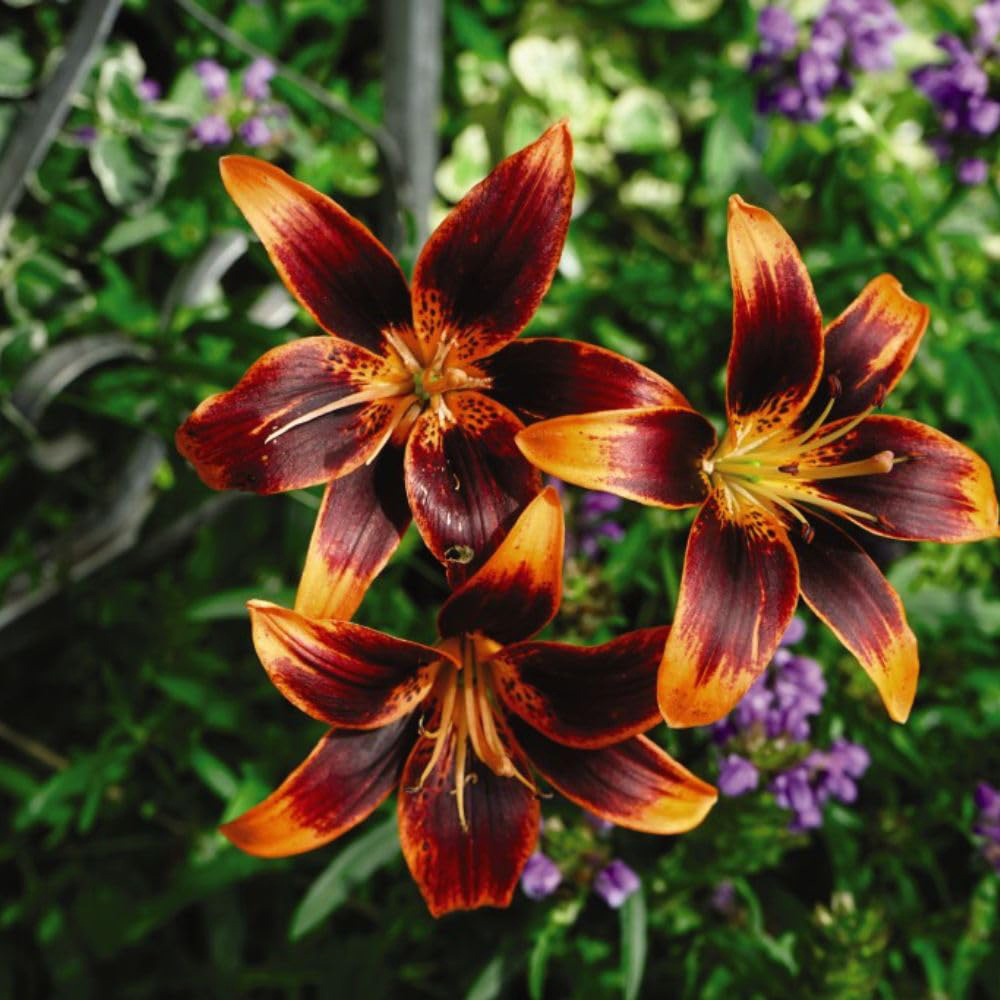 Thompson and Morgan Lily Forever Susan Planting Bulb 5 Pack Image 2