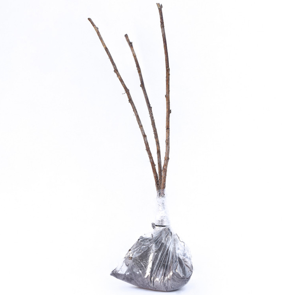 Thompson & Morgan Raspberry Rubus Idaeus Malling Minerva Cane Plant 12 Pack Image 5