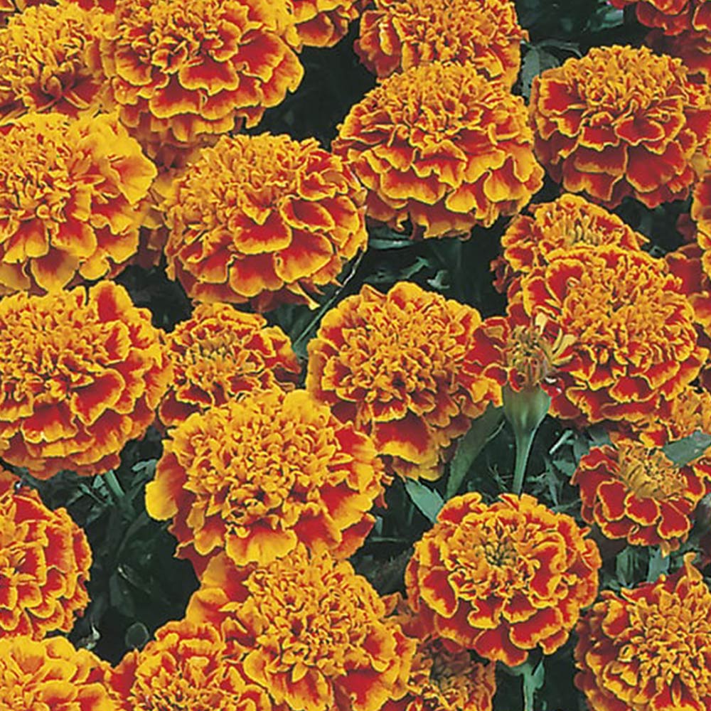 Johnsons Marigold French Honeycomb Flower Seeds Image 2