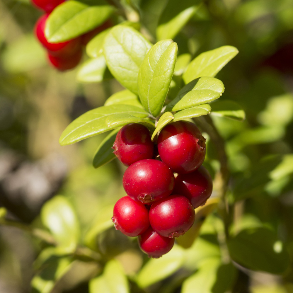 wilko Cranberry Vaccinium Pilgrim Plant Pot 1.7L Image 1