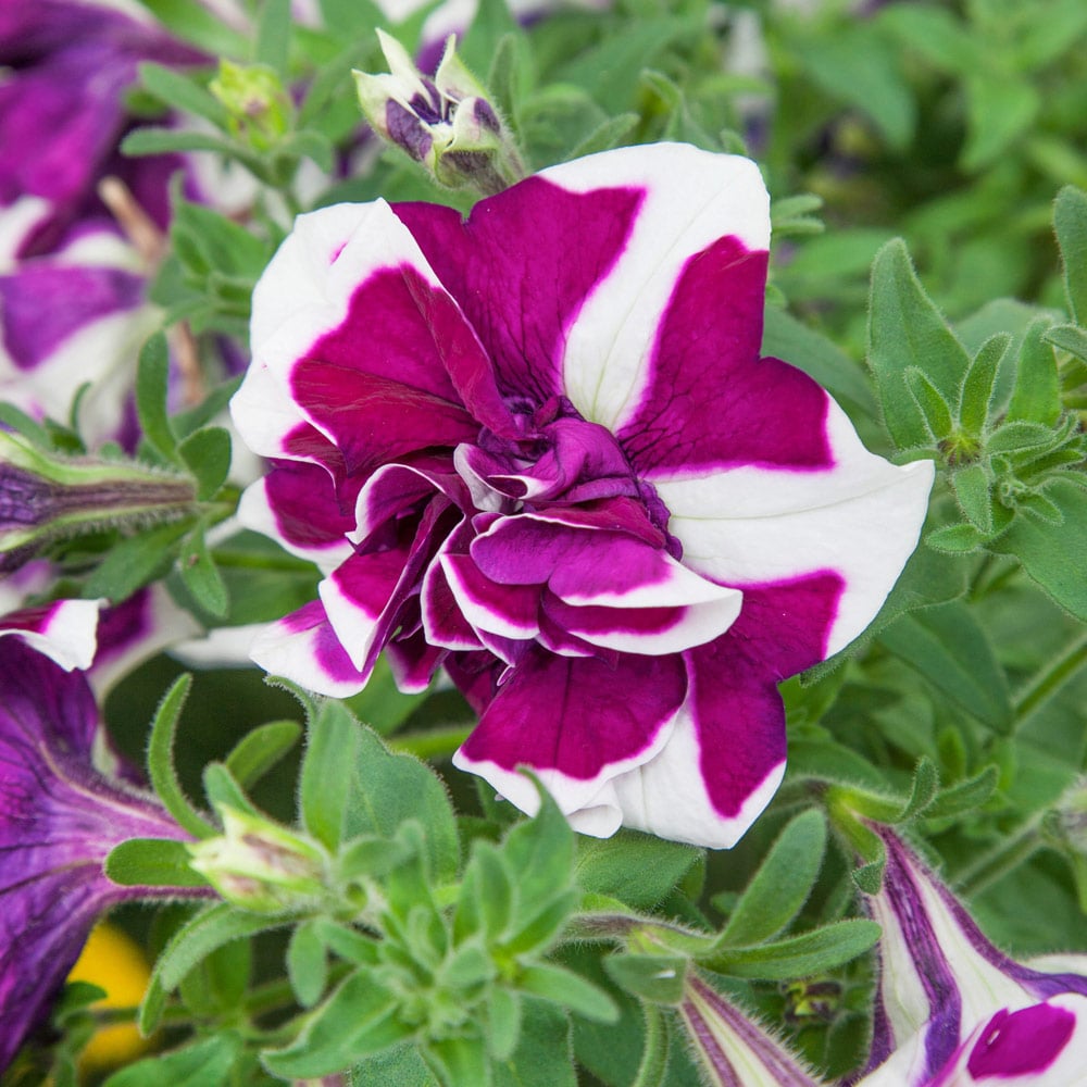 YouGarden Tumbelina Ruffles Collection Plug Plant 18 Pack Image 4