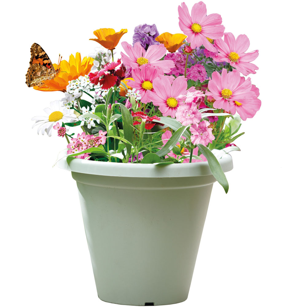Clever Pots Butterfly Garden Sow and Grow Kit with a 19/20cm Round Pot Image 2