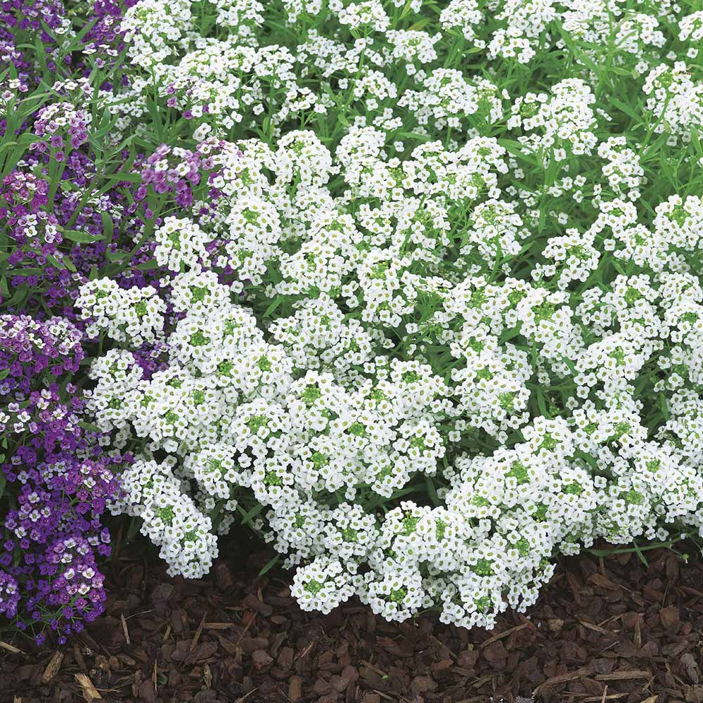 Wilko Alyssum Carpet of Snow Flower Seeds Image 1