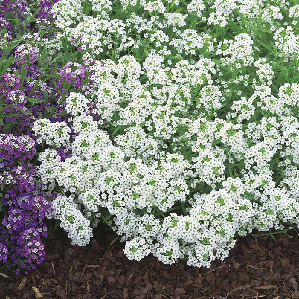 Wilko Alyssum Carpet of Snow Flower Seeds Image 1