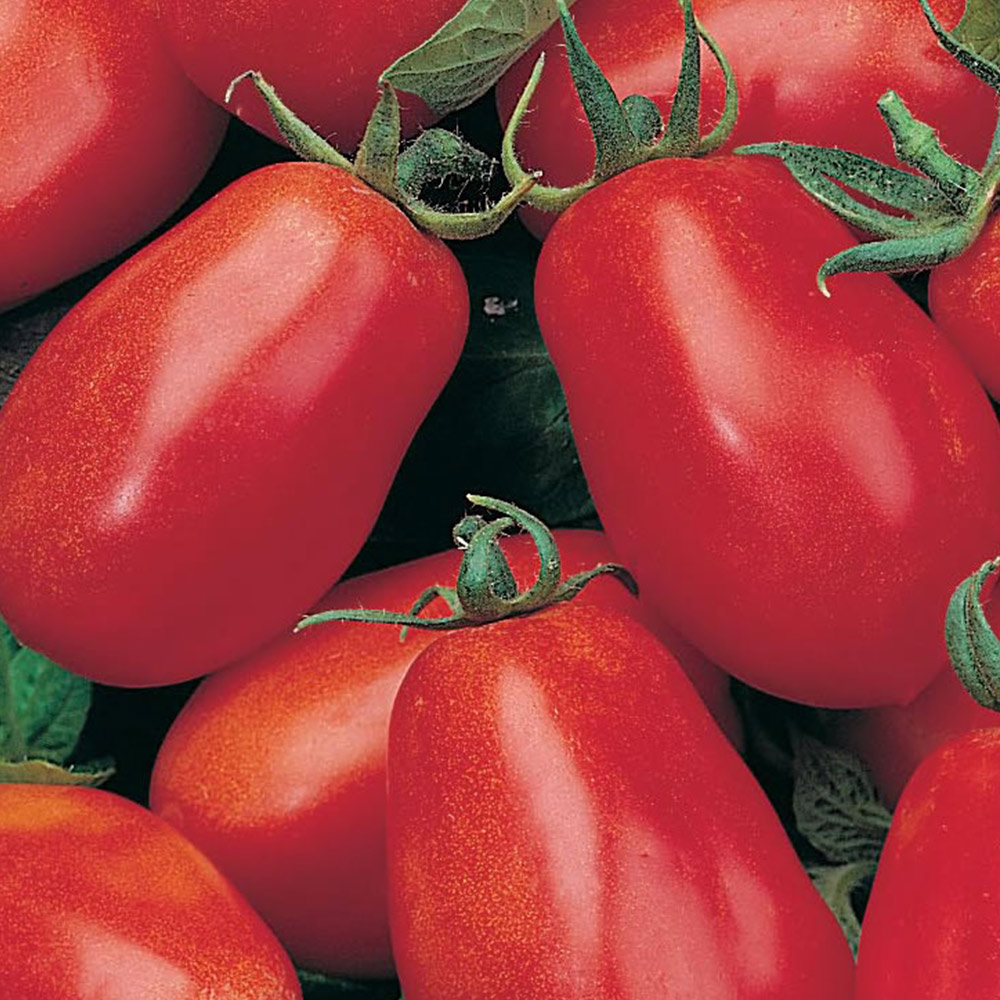 Wilko Tomato Roma Variety Seeds Image 1