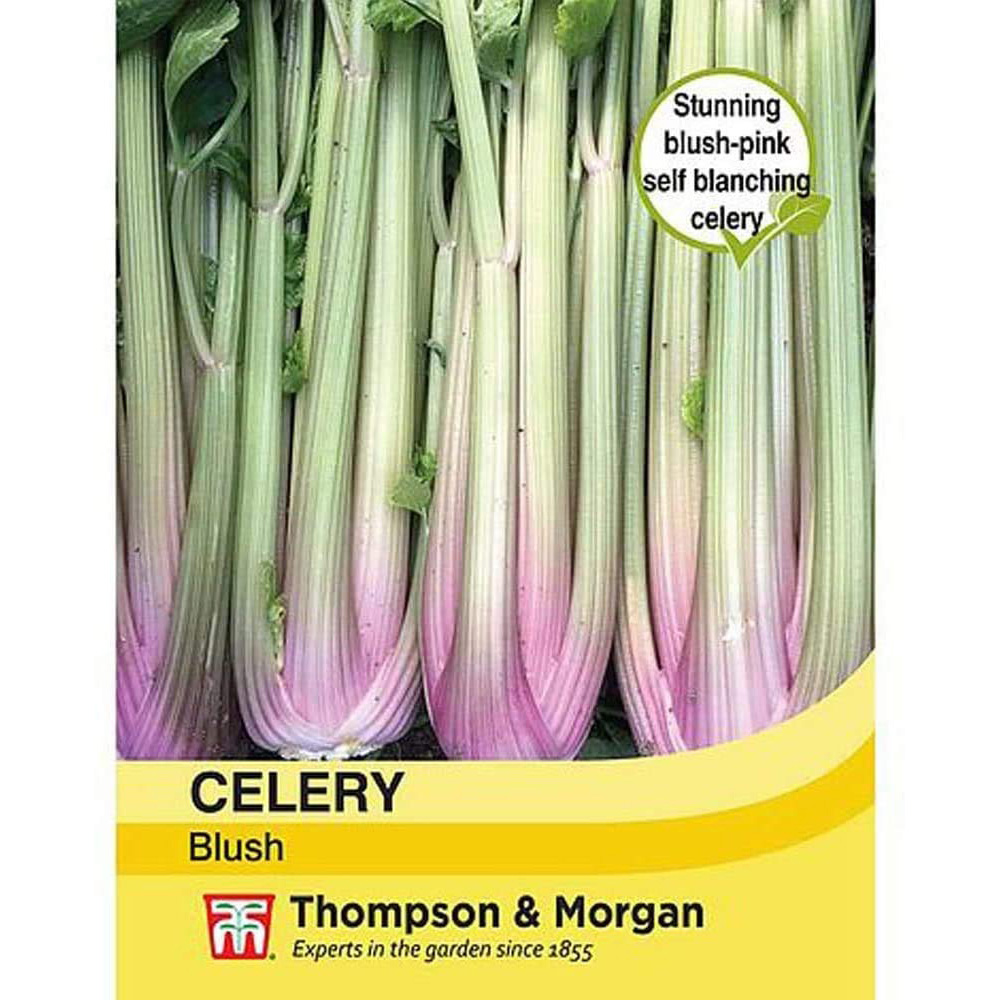 Thompson and Morgan Celery Self-Blanching Blush Seeds Image 3