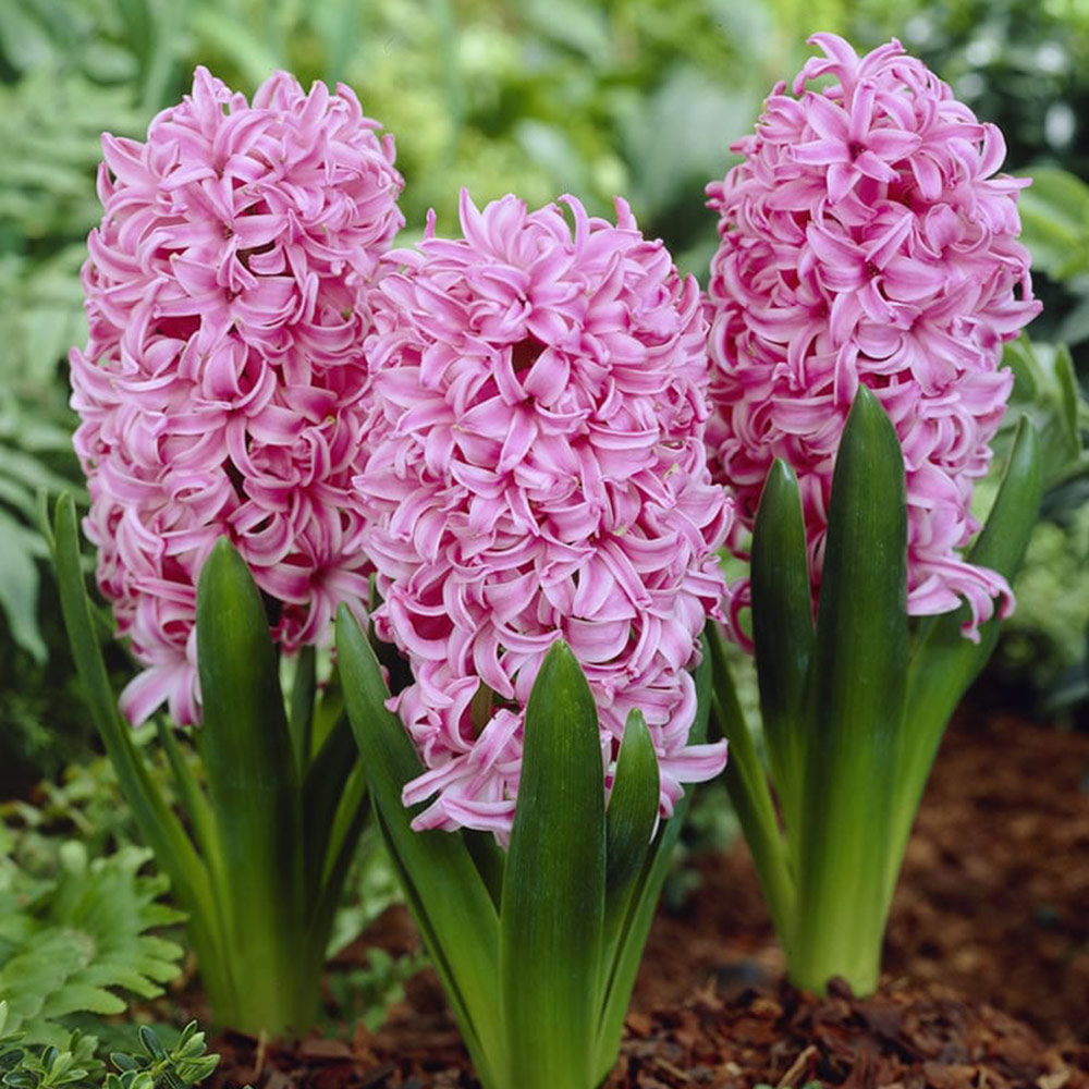 Wilko Autumn Bulbs Hyacinth Pink Pearl 3pk Image 1