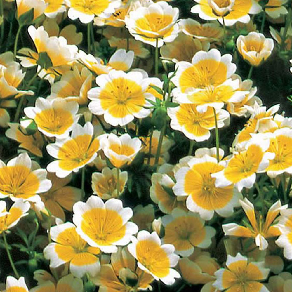Wilko Limnanthes Poached Egg Plant Seeds Image 2